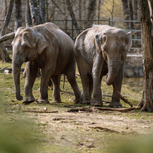 Cele mai frumoase grădini zoologice de vizitat în 2026