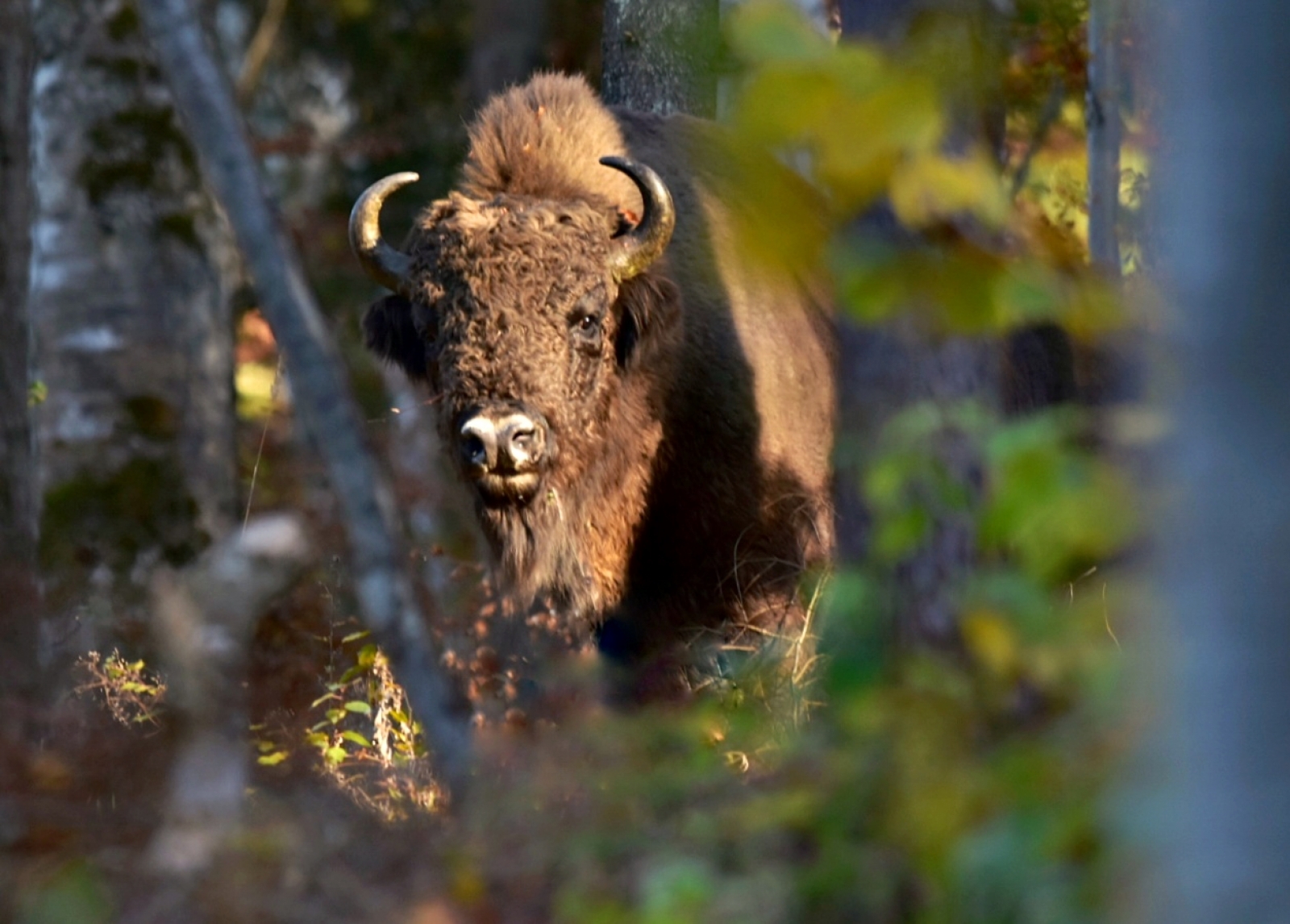 tinutul zimbrului, judetul neamt, zimbru