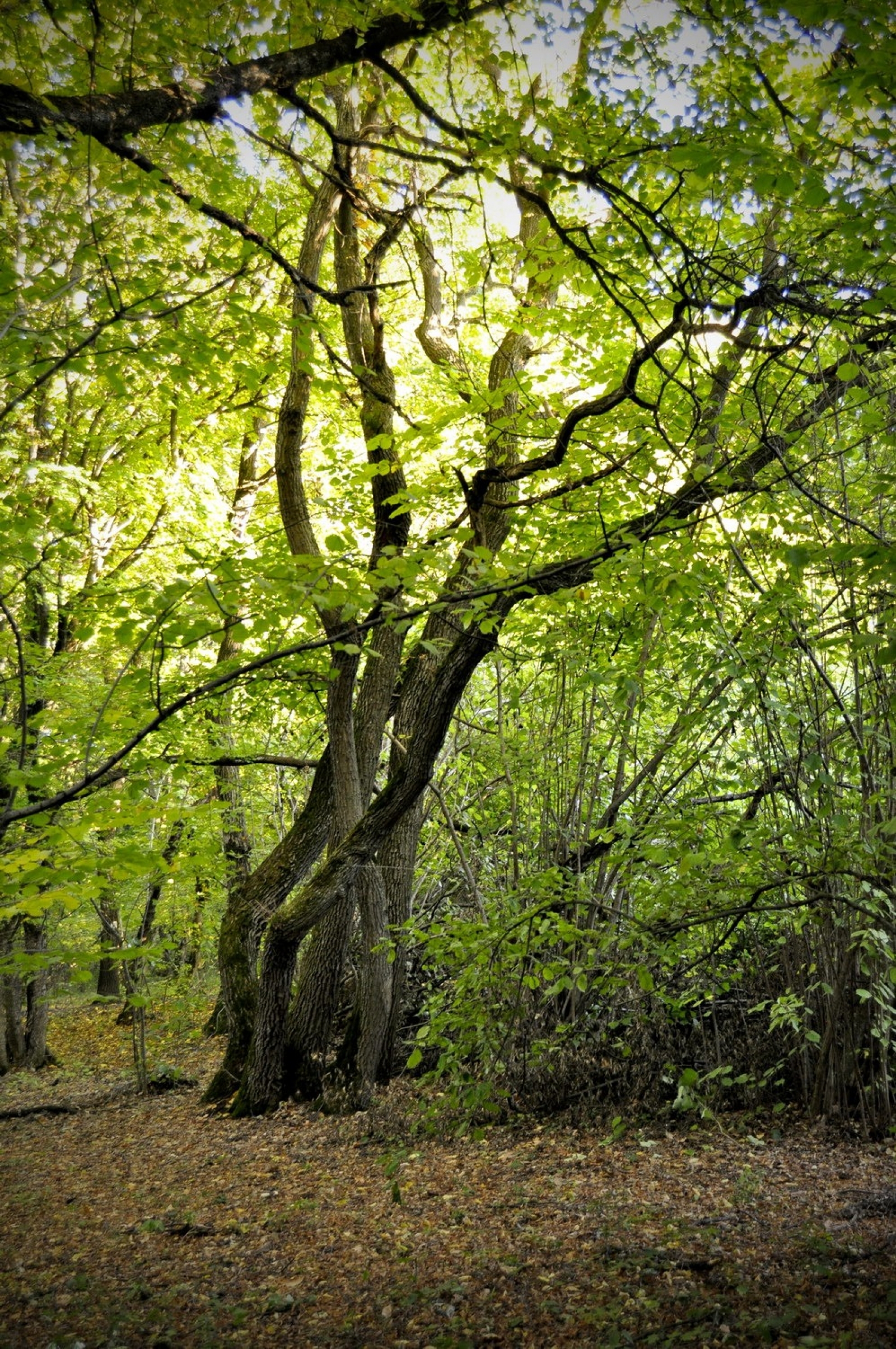padurea hoia baciu, cluj
