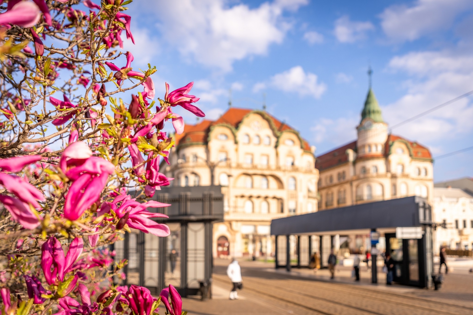 oradea, judetul bihor, magnolii