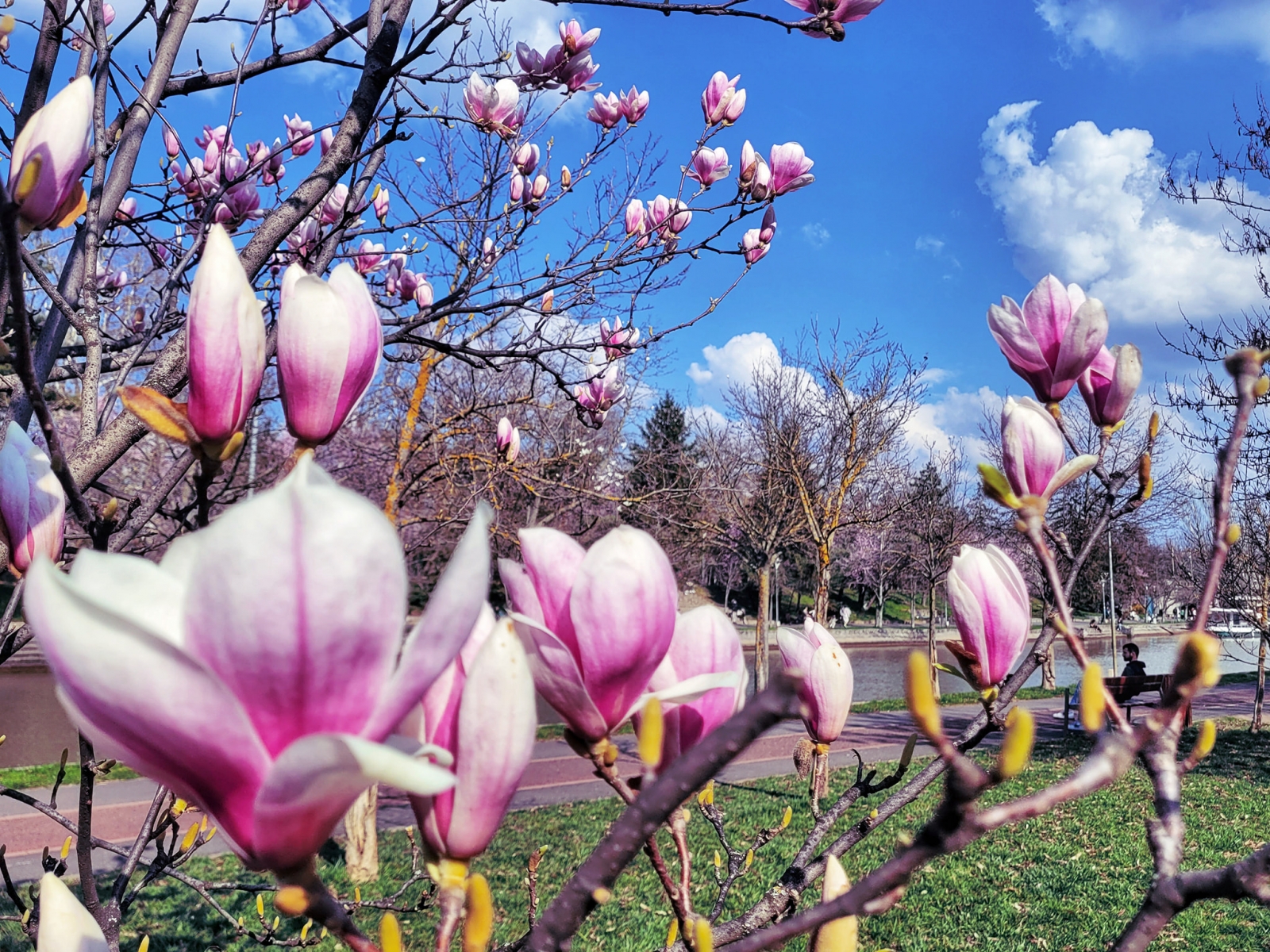 timisoara, magnolii, parc