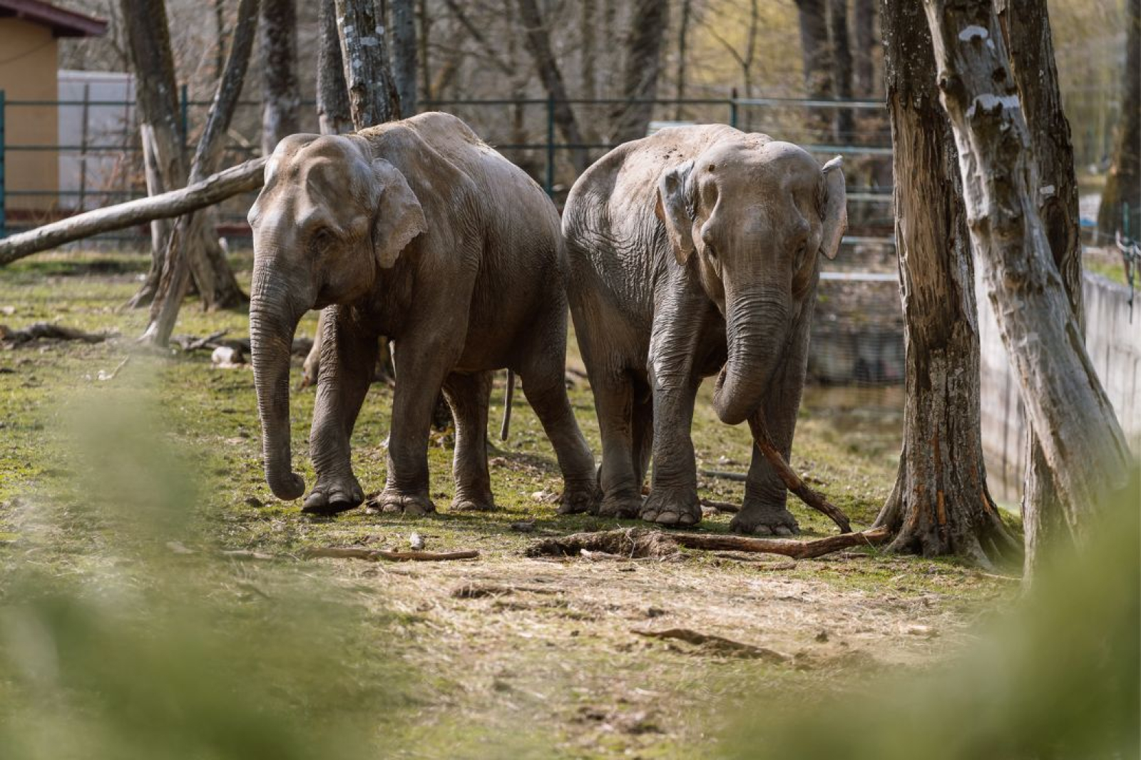 Cele mai frumoase grădini zoologice de vizitat în 2026
